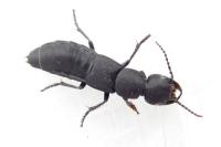 Ocypus olens