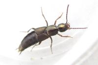 Philonthus decorus
