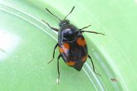 Scaphidium quadrimaculatum