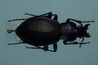 Carabus problematicus