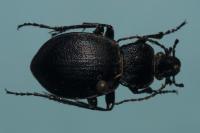 Carabus convexus