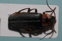 Cantharis rustica