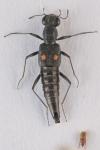 Stenus biguttatus