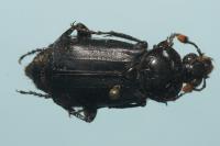 Nicrophorus humator