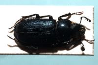Platycerus caraboides