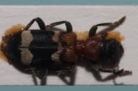 Thanasimus formicarius