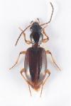 Sinechostictus elongatus