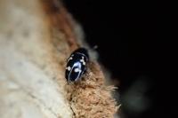 Glischrochilus quadriguttatus