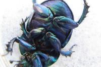 Trypocopris vernalis