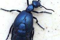 Meloe violaceus