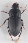 Harpalus tardus