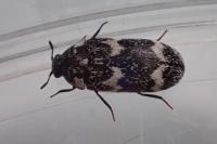 Megatoma undata