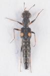 Stenus guttula