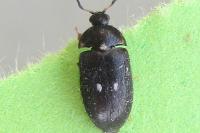 Attagenus pellio