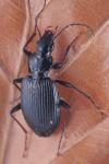 Platynus assimilis