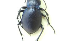 Carabus convexus