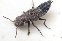Ontholestes murinus