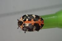 Anthrenus scrophulariae
