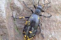 Meloe proscarabaeus