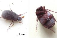 Maladera holosericea