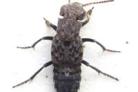 Ontholestes murinus