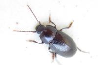 Nalassus laevioctostriatus