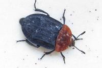 Oiceoptoma thoracicum