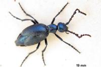 Meloe violaceus