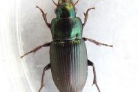 Harpalus distinguendus