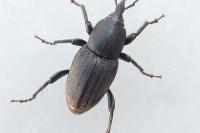 Sphenophorus striatopunctatus