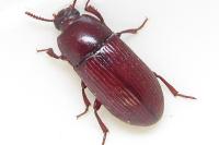 Uloma culinaris