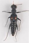 Stenus biguttatus