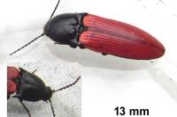 Ampedus sanguineus
