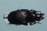 Abax parallelepipedus