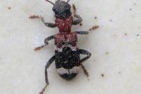 Thanasimus formicarius