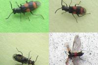 Anthocomus fasciatus