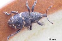 Hylobius abietis
