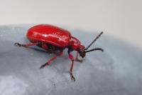 Lilioceris merdigera