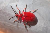 Lilioceris merdigera