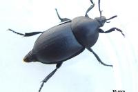 Ablattaria laevigata