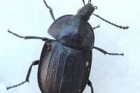 Phosphuga atrata
