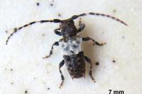Pogonocherus hispidulus