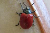 Chrysomela populi