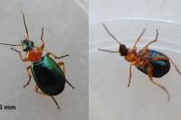 Lebia chlorocephala