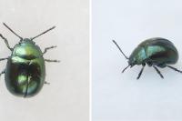 Chrysolina varians