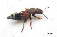 Platydracus chalcocephalus