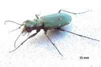 Cicindela campestris