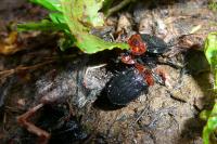 Oiceoptoma thoracicum