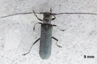 Stenostola