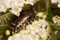 Potosia cuprea
